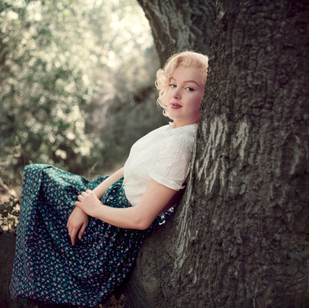 MARILYN MONROE, THE TREE SITTING, 1953